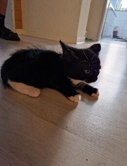Baby Katze - Borken (Hessen)