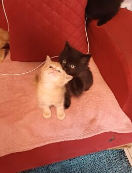 Wunderschöne kitten - Dortmund