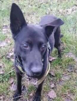 Pumba treuer Labbimix - Freudenstadt