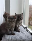 7 süße Katzenbabys :) in 32339