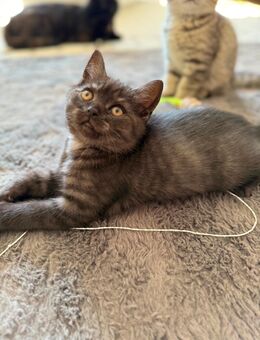 BKH Katze - Chemnitz