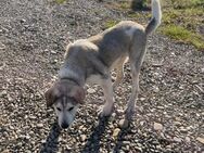 🆘Großer lieber Rocco lebt a.d. Kette🆘 - Eislingen (Fils)