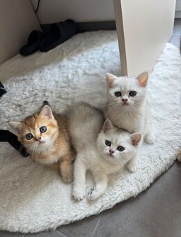 BKH Kitten suchen ein neues Zuhause - Traunreut