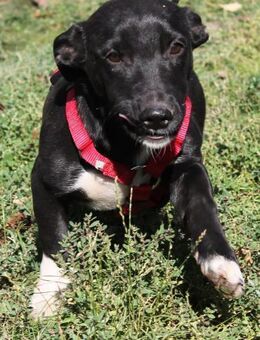 Nicky 8 Monate Dackelmix Hündin - Kassel