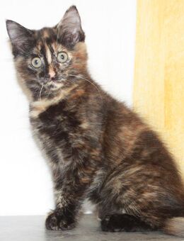 Weibliches Maine-Coon-Mix-Kitten abzugeben - Heilbronn