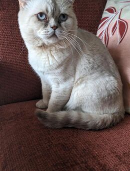Schöne BHK-Katze sucht ein Haus 🐈 - Berlin Tempelhof-Schöneberg