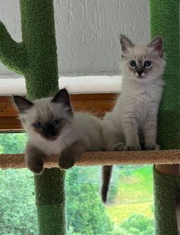 Katzen Babys mix Birma+Thai Siam - Kirn