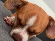 Chihuahua Havaneser Mix - Ingoldingen