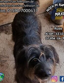 MAXI - möchte die Welt erschnüffeln - Waakirchen