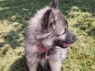 Reinrassige Wolfsspitz welpin - Herchweiler
