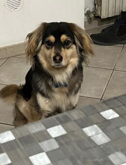 MAX 💙💙💙 bildhübscher Bub - Herxheim (Landau)