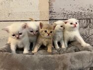 Weiße und graue reinrassige britisch Kurzhaar Kitten Abgabe sehr bald - Ingolstadt