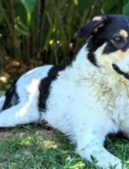 Sarut wartet schon Jahre auf sein Zuhaus - München