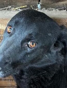 ANNI-braucht Zeit zum Auftauen, 45-50 cm - Rösrath