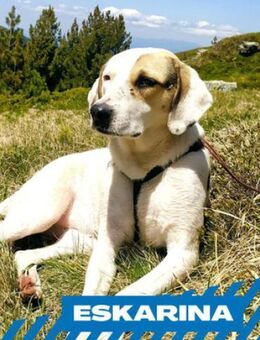 Eskarina - kinderlieber Familienhund - Berlin