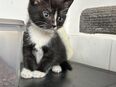 EKH BKH mix kitten in 45770