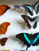 Sammlung seltener Schmetterlinge. Wunderschöne Falter. Schmetterlingskästen. Sehr dekorative Faltersammlung. Schmetterlingssammlung in fünf Schaukästen. Besonders schöne, exclusive Raumdekoration. Zum Aufhängen oder Hinstellen. Abgabe nur als Konvolut. in 32545