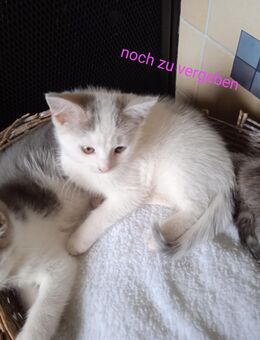 Mischling - Kätzchen - Teupitz Zentrum