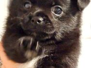 Pomeranian Chihuahua Mix Welpe - Oberhausen