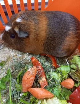 1-jährige Meerschweinchendame sucht Traumplatz! - Geretsried