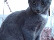 Russisch blau Katzen, 3 Monate alt Mix mit Korat-Kater. - Hamburg Altona