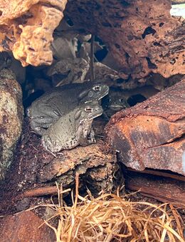 Bufo (Incilius) Alvarius - Nachzuchten aus Deutschland, ab 160 € - Berkatal