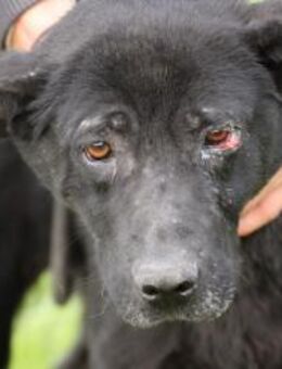 Milana - kinderlieb u. zutraulich - Lohra