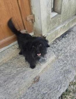 TEO - (liebevoll, lebensfroh) - Köln