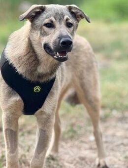 ❤️Lieber Junghund Benny ❤️ - Eislingen (Fils)