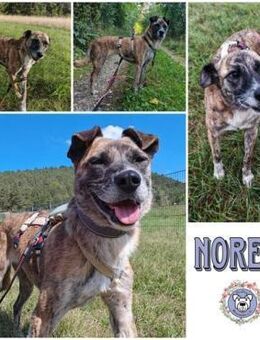 NOREIA * sanft + freundlich für Familie - Duisburg