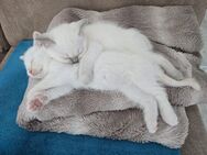 BKH Kitten - Dinslaken