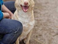 Sozialer Sonnenschein CREAM 🐾🐾♥️ - München