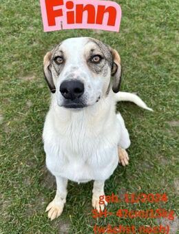 Finn- unser Herzensbrecher - Rinteln
