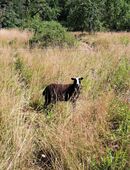 Zwartbles, Zwartbless, Schaf, Lämmer in 56332