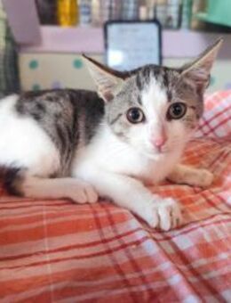 FiV+ Kater Neyar aus dem Tierschutz - Grevenbroich