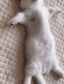 britisch kurz haar kitten in 30419