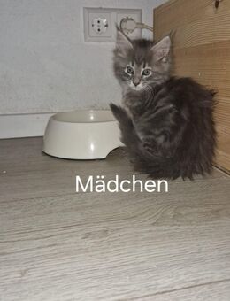 4 hübsche verschmuste Maine Coon Kitten suchen ab Ende Oktober einen neuen Kuschel Platz - Nordheim