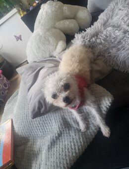 Mayla Chihuahua Bologna - Pößneck