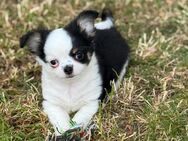 Typvoller Chihuahua Rüde Auszugsbereit - Osternienburger Land