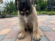Reinrassige Presa canario welpen - Hannover