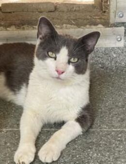 Pedro - sucht sein Für-immer Zuhause - Idstein