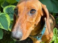 Kleine MINIE sucht Zuhause - Gefrees