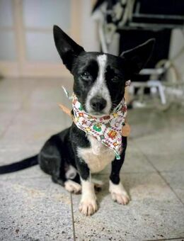 Anatoli wartet auf Pflegestelle in HH! - Rosengarten (Niedersachsen)