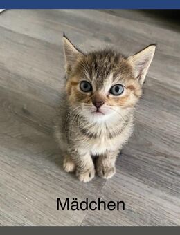 Siam/bkh -mix Kitten - Salzgitter