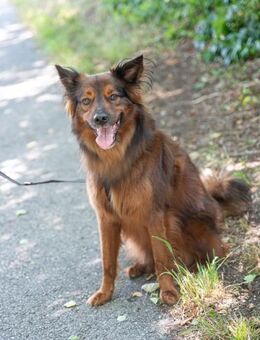 Emil sucht ein Zuhause - Weilheim (Oberbayern)