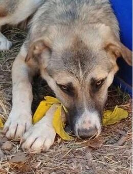 Roben-P-ruhiges, ausgeglichenes Bärchen - Mettmann