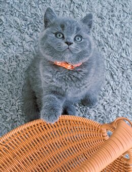 Bkh kitten reinrassige kurzhaar. - Osnabrück