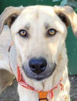 ANKE, ausgeglichen, freundlich, nett - Alfeld