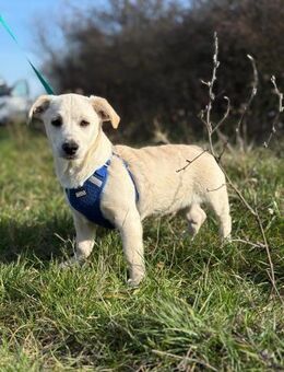 Kleiner Charmeur Pipi - Ellerbek