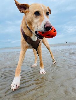 Hund schweren Herzens abzugeben - PodencoMix - Saarbrücken